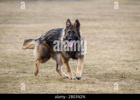 Cane pastore tedesco a pelo lungo (cane alsaziano) camminare su un prato, ansante Foto Stock