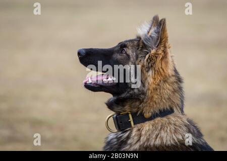 Ritratto di un cane pastore tedesco a pelo lungo (cane alsaziano) che guarda focalizzato al proprietario, in attesa di più comandi Foto Stock