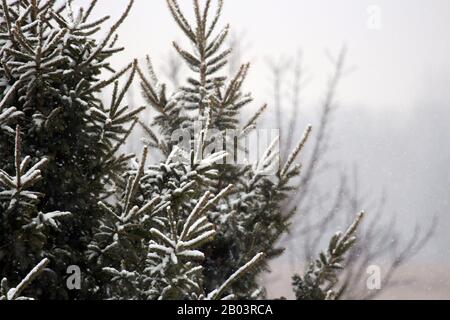 Due alberi sempreverdi ricoperti di neve durante una tempesta di neve di fronte alle zone umide a Trevor, Wisconsin, Stati Uniti Foto Stock