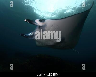 Manta ray nuotano in acque blu limpide Foto Stock