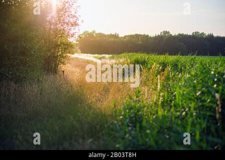 Campo di mais e alberi in luce del sole serale in estate. Foto Stock