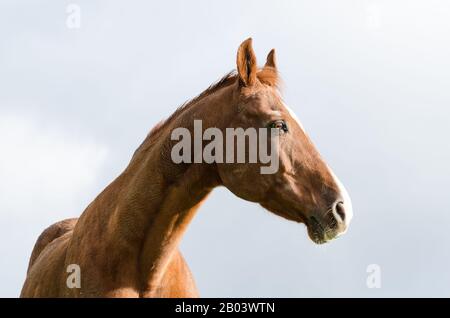 Ritratto di cavallo domestico (Equus ferus caballus), vista frontale, su un pascolo in campagna in Germania, Europa occidentale Foto Stock