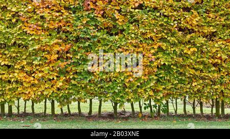 Hormbeam siepe in autunno. Carpinus betulus Foto Stock