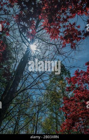 Una stella del sole che irrompe attraverso gli alberi e le vivaci mele giapponesi con un cielo blu luminoso sullo sfondo in un giorno di primavera Foto Stock