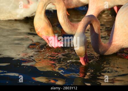 Due Flamingos che si nutrono con le loro teste nell'acqua Foto Stock