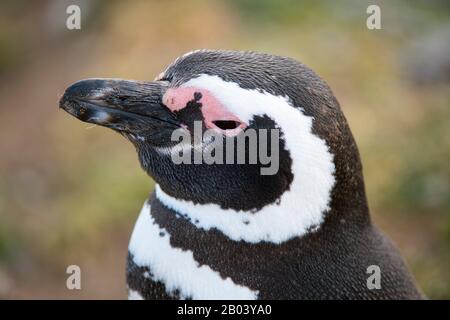 Primo piano del pinguino Magellanico (Spheniscus magellanicus) che chiama il santuario dei pinguini sull'isola di Magdalena nello stretto di Magellano vicino a Punta Are Foto Stock