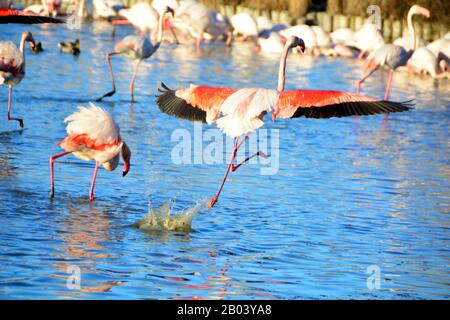 Un Flamingo Più Grande che corre sull'acqua Foto Stock