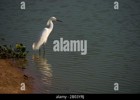 Un'egretta innevata (Egretta thula) sta pescando in un stagno vicino al Lodge di Pouso Alegre nel Pantanal settentrionale, nella provincia di Mato Grosso del Brasile. Foto Stock