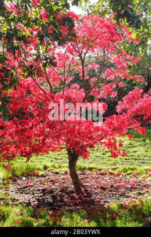 Acer Osakazuki. Acer palmatum "Osakazuki" albero in autunno che mostra un fogliame vivace. Foto Stock