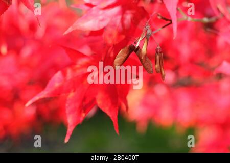 Acer Palmatum 'Osakazuki' albero in autunno che mostra vibrante fogliame. Foto Stock