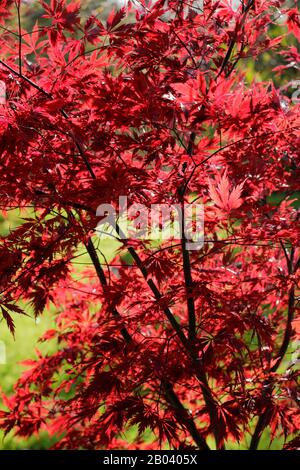 Acer Palmatum ‘merletto nero’. Foglie di acero giapponese ‘pizzo nero’ in autunno. REGNO UNITO Foto Stock