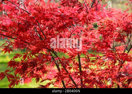 Acer Palmatum ‘merletto nero’. Foglie di acero giapponese ‘pizzo nero’ in autunno. REGNO UNITO Foto Stock