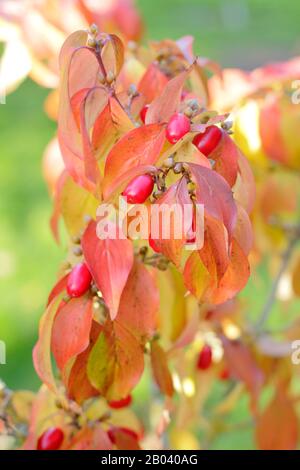 Cornus officinalis. Ciliegio corneliano giapponese, un tipo di dogwood, che mostra i caratteristici colori autunnali e frutti rossi. Giardino britannico. Foto Stock