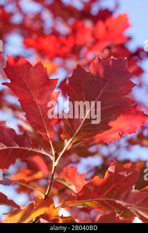 Quercus rubra 'Evenley Gold' con colori autunnali vivaci. Foto Stock
