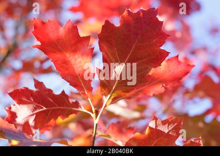Quercus rubra 'Evenley Gold' con colori autunnali vivaci. Foto Stock