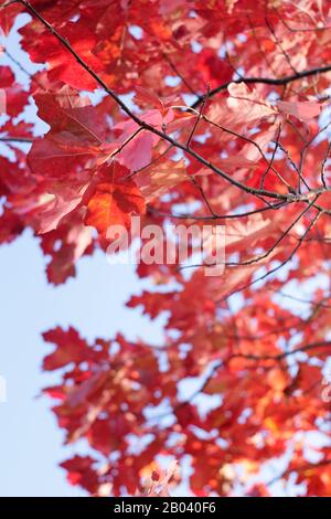 Quercus rubra 'Evenley Gold' con colori autunnali vivaci. Foto Stock