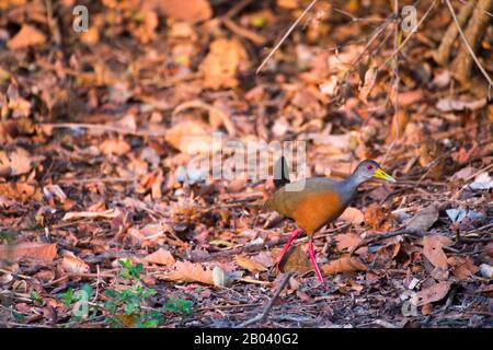 Una ferrovia di legno a collo grigio (Aramides cajaneus) al Pouso Alegre Lodge nel nord Pantanal, Mato Grosso provincia del Brasile. Foto Stock