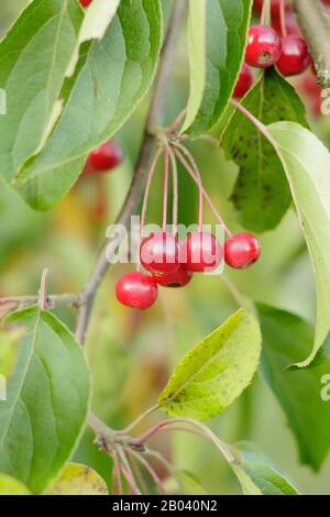 Malus hupehensis. Hupeh granchio frutti di mela in autunno. REGNO UNITO Foto Stock