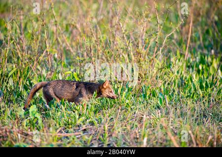 Una volpe granchio-mangiante (Cerdocyon thous) al Lodge Pouso Alegre nel Pantanal nord, nella provincia di Mato Grosso del Brasile. Foto Stock