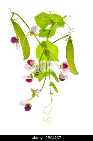 Pianta di piselli isolata su sfondo bianco Foto Stock