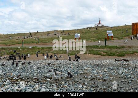 Pinguino Magellanico (Spheniscus magellanicus) presso il santuario dei pinguini sull'isola di Magdalena nello stretto di Magellano vicino a Punta Arenas nel Chil meridionale Foto Stock