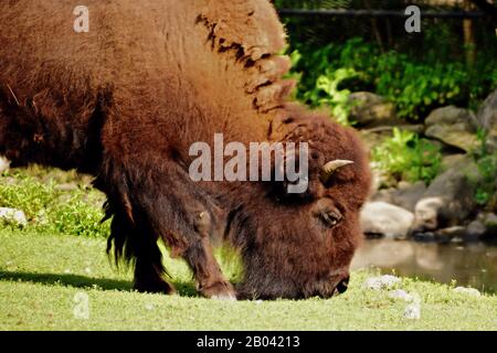 Un bufalo pascola pacificamente sull'erba di pascolo Foto Stock