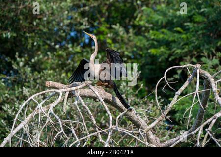 Anhinga (Anhinga anhinga) in un albero (ali essiccanti) in un affluente del fiume Cuiaba vicino Porto Jofre nel Pantanal settentrionale, Mato Grosso Foto Stock