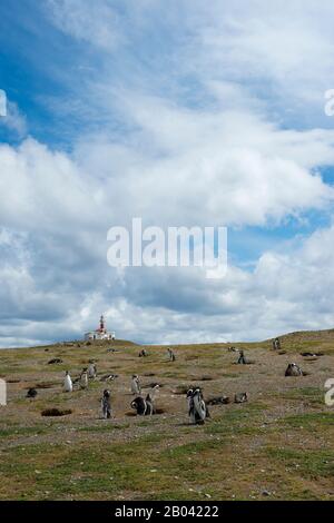 Vista della colonia di pinguini Magellanici (Spheniscus magellanicus) con faro sullo sfondo del santuario dei pinguini sull'isola di Magdalena nel Foto Stock