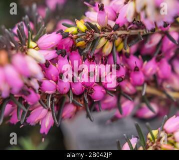 Rosa Comune Heather Fioritura Macro. Ampiamente trovato sulla Moorland in Europa Foto Stock