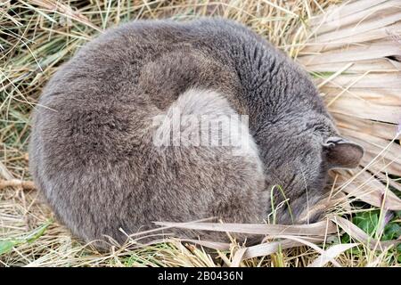 Gatto sulla strada in Marocco Foto Stock