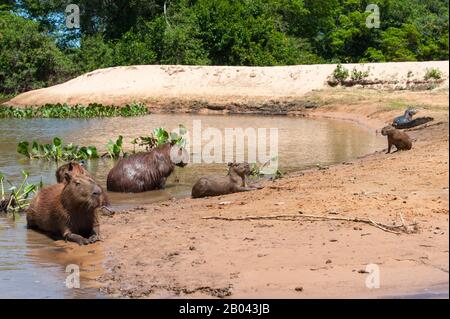 Capybara (Hydrochoerus hydrochaeris) famiglia su una spiaggia in un affluente del fiume Cuiaba vicino Porto Jofre nel Pantanal settentrionale, Mato Grosso fornisce Foto Stock