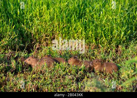 Giovane Capybaras (Hydrochoerus hydrochaeris) in erba presso un affluente del fiume Cuiaba vicino Porto Jofre nel Pantanal settentrionale, Mato Grosso Provoc Foto Stock