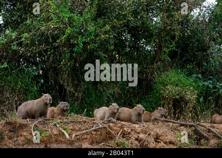 Capybaras (hydrocherus hydrochaeris) che si trova su una riva di un affluente del fiume Cuiaba vicino a Porto Jofre nel Pantanal settentrionale, Mato Grosso Foto Stock