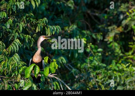 Anhinga (Anhinga anhinga) arroccato su un albero lungo il fiume Pixaim nel Pantanal settentrionale, nella provincia del Mato Grosso del Brasile. Foto Stock