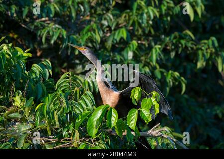 Anhinga (Anhinga anhinga) arroccato su un albero e spalmando le sue ali lungo il fiume Pixaim nel Pantanal settentrionale, nella provincia del Mato Grosso del Brasile. Foto Stock