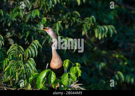 Anhinga (Anhinga anhinga) arroccato su un albero lungo il fiume Pixaim nel Pantanal settentrionale, nella provincia del Mato Grosso del Brasile. Foto Stock