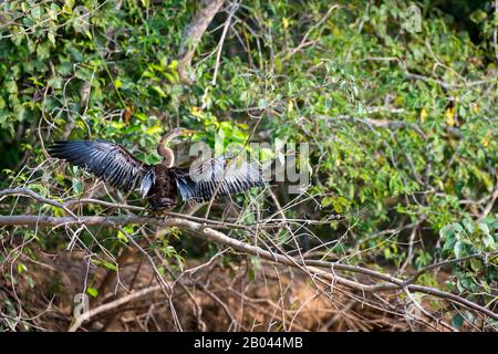 Anhinga (Anhinga anhinga) arroccato su un albero e spalmando le sue ali lungo il fiume Pixaim nel Pantanal settentrionale, nella provincia del Mato Grosso del Brasile. Foto Stock