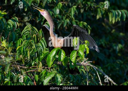 Anhinga (Anhinga anhinga) arroccato su un albero e spalmando le sue ali lungo il fiume Pixaim nel Pantanal settentrionale, nella provincia del Mato Grosso del Brasile. Foto Stock