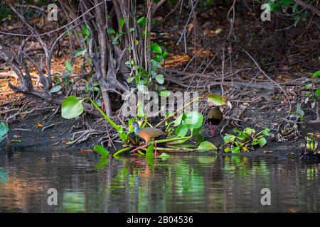 Una ferrovia di legno a collo grigio (Aramides cajaneus) sulla riva del fiume Pixaim nel Pantanal settentrionale, nella provincia del Mato Grosso in Brasile. Foto Stock