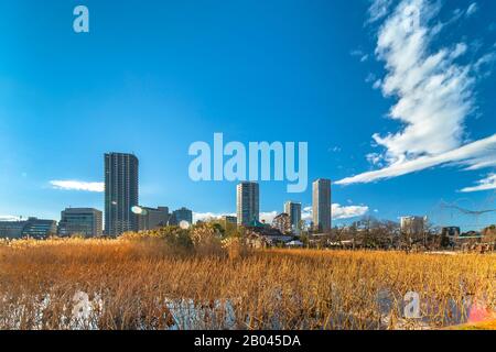 Ueno, giappone - 02 gennaio 2020: Fiori di loto secchi e pampas erba che splende nella luce del tramonto nello stagno del Tempio Kaneiji con in background t Foto Stock