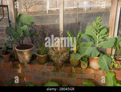 Esposizione Di Vasi Di Fiori di terracotta d'epoca con Piante Di Verdure Biologiche Coltivate in casa Che Crescono su Un Davanzale rosso della finestra di mattoni a Rosemoor Foto Stock