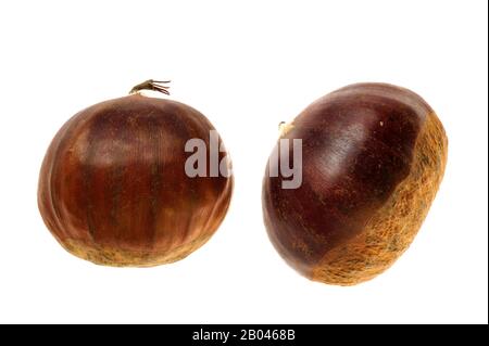 Sweet Chestnut i dadi / marron (Castanea sativa) su sfondo bianco Foto Stock