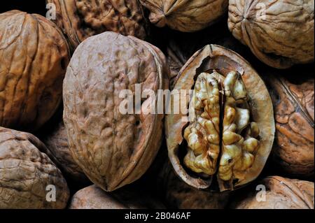 Noci comuni / noce persiana / noci inglesi (Juglans regia) nativo del Sud Europa e Asia raccolto in autunno Foto Stock