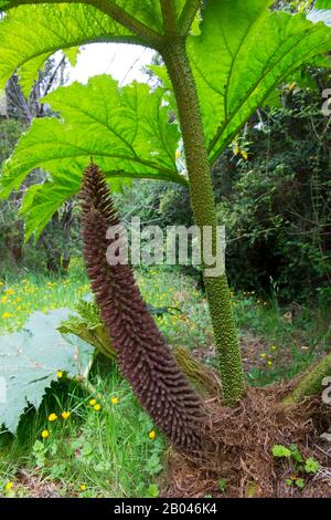 Fiore della pianta di Nalca (Gunnera tinctoria), il rabarbaro cileno, nella foresta nel parco privato di Aiken del sur vicino Puerto Chacabuco nel fiordo cileno Foto Stock