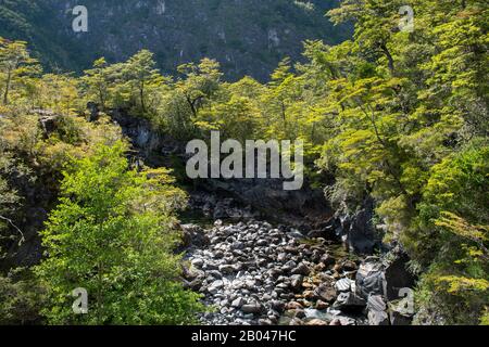 Foresta al Petrohue Rapids nel Parco Nazionale Vicente Perez Rosales nella Regione del Lago del Cile meridionale. Foto Stock