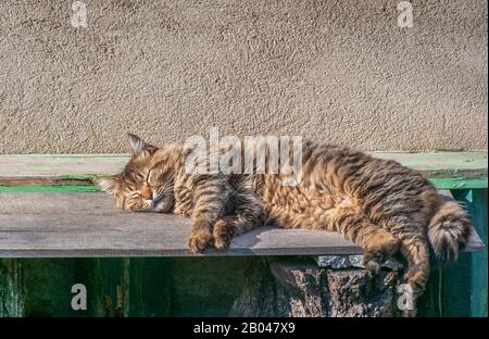 Cat dormire all'aperto in una giornata di sole Foto Stock