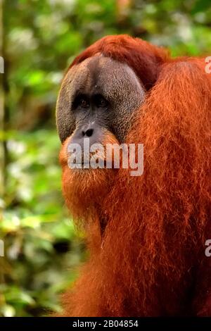 Sumatran orangutan maschio nel Gunung Leuser National Park Foto Stock