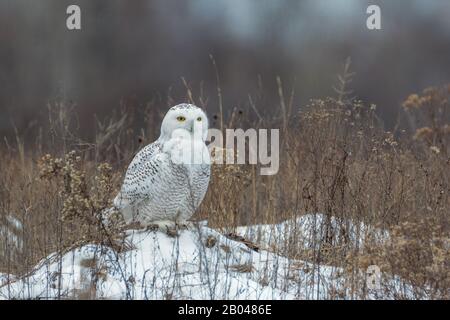 Snowy Owl su terra tumulo coperto di neve in erba alta campo Foto Stock