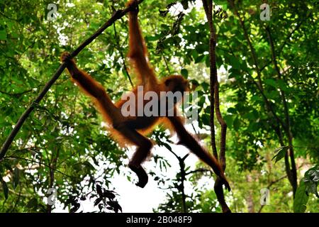 Sumatran orangutan cub nel Parco Nazionale di Gunung Leuser Foto Stock