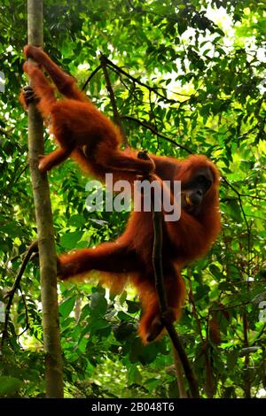 Sumatran orangutan femmina e il suo cucciolo nel Gunung Leuser National Park Foto Stock